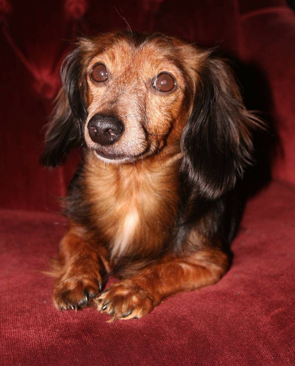 sydneyleija's tweet photo. 🔍Details🔎
Took a long pause, I lost my best friend at the beginning of March very suddenly. My pup Casey, adopted him when I was only 12 (and he was 4). Heart is completely shattered. Little man was almost 18 years old, and for that I am incredibly thankful. Hug y'alls pets ❤ https://t.co/2eficTPsoT