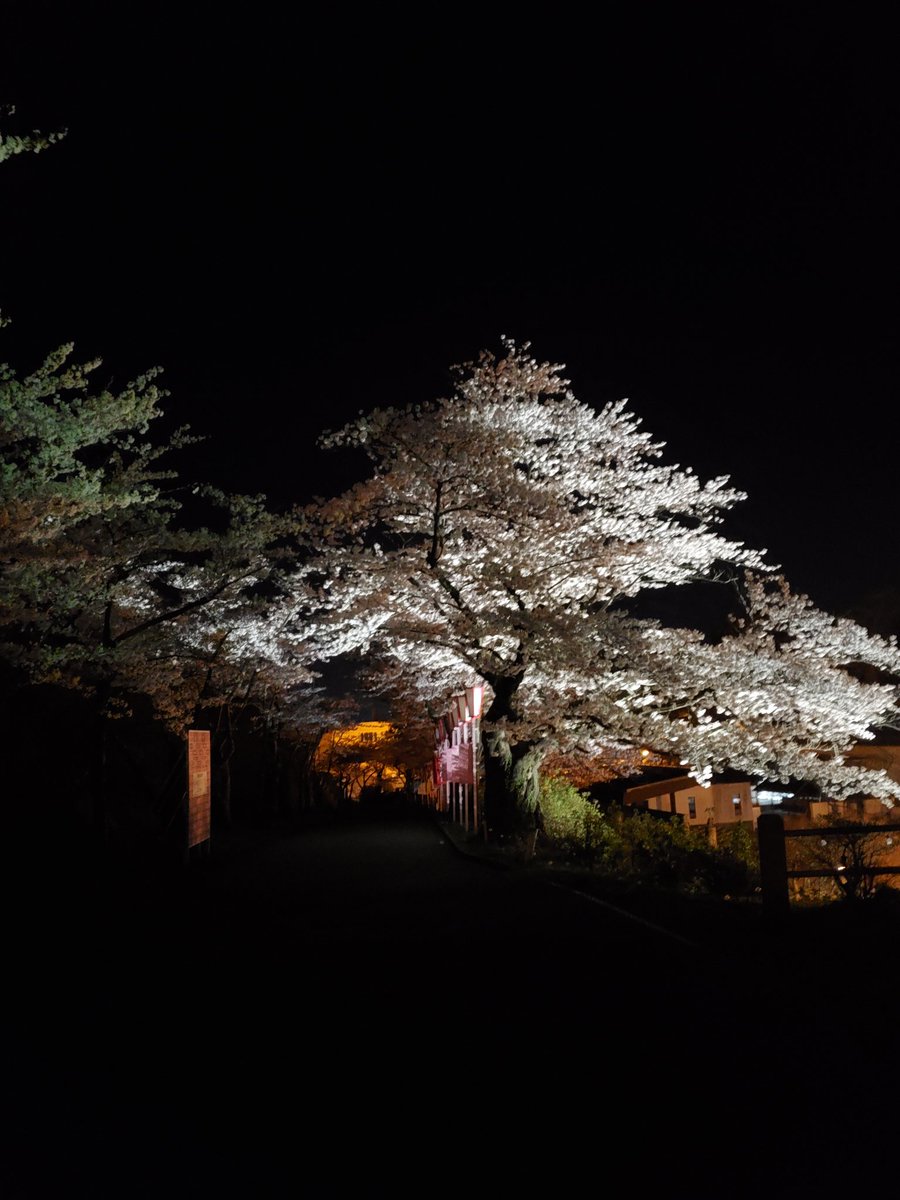 Nikogami4's tweet photo. 昨日は仕事終わりにお花見☺️
夜は人少なくて落ち着く🙂 https://t.co/3c0R4XsyCc