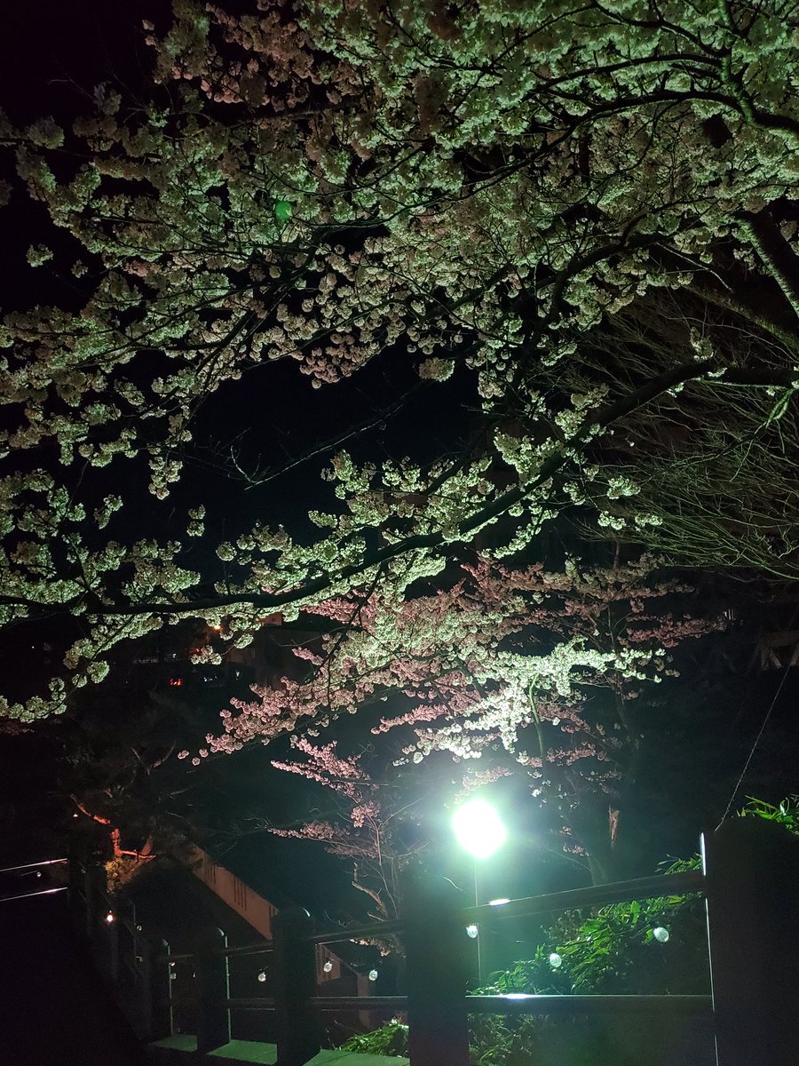 Nikogami4's tweet photo. 昨日は仕事終わりにお花見☺️
夜は人少なくて落ち着く🙂 https://t.co/3c0R4XsyCc