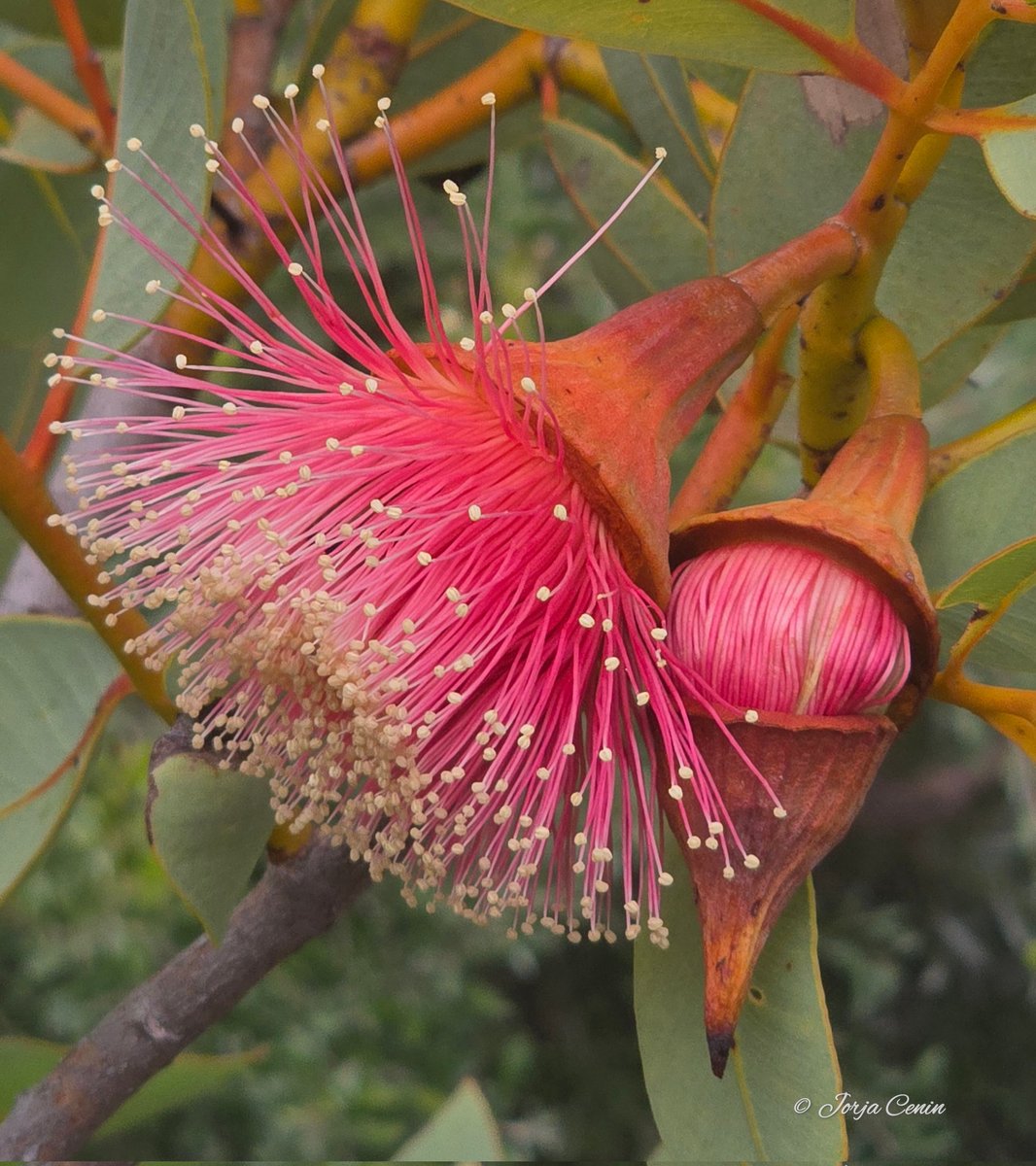 Eucalyptus impensa #wildflowerhour #flowers #beautiful