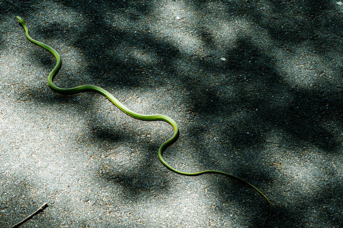 MarkusMHill's tweet photo. In the shadows #snake @CowpensNB https://t.co/m0efHSGLcp