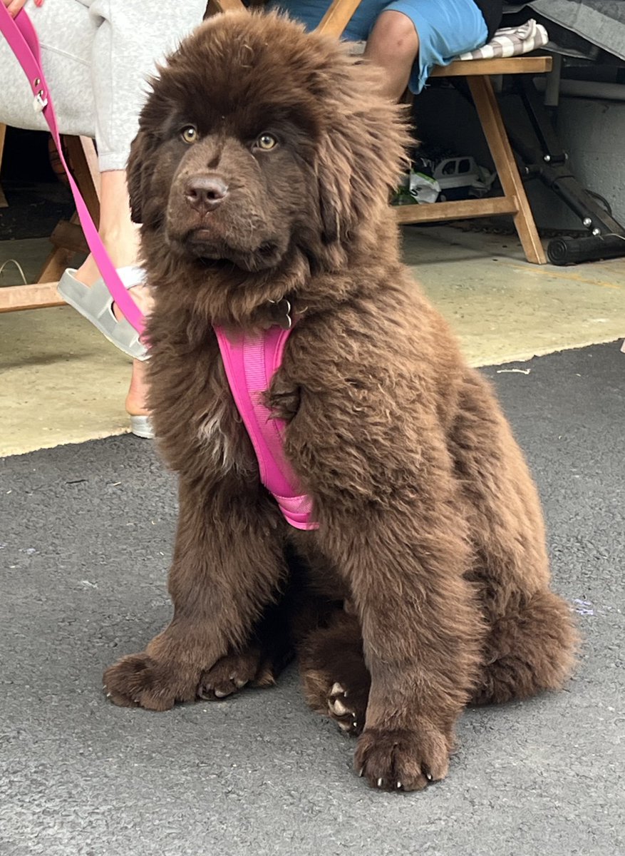 My dad bought a bear as a pet 🤦🏻‍♂️