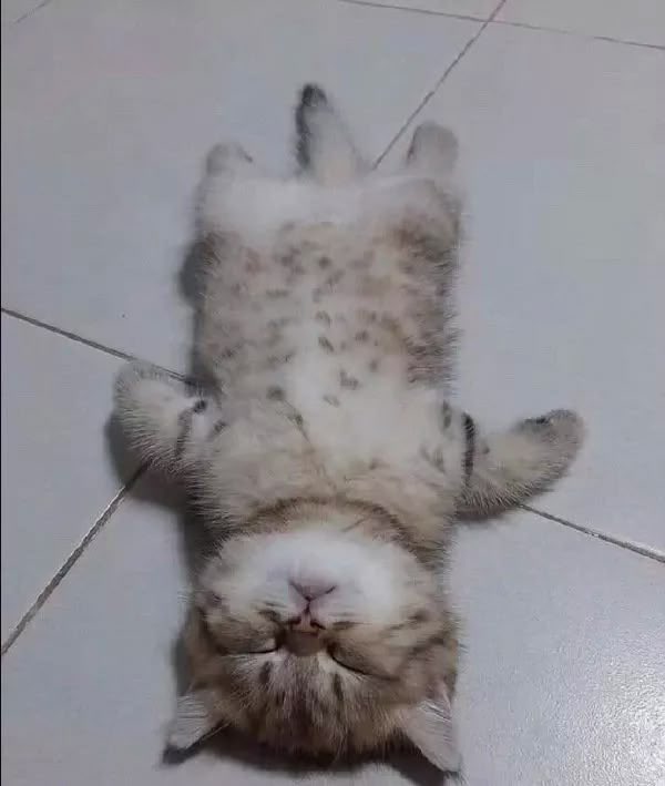 I forget how nice it is to sleep on the floor.  soft beds are great and all but sometimes I treat myself to the reliable firmness of flat ground