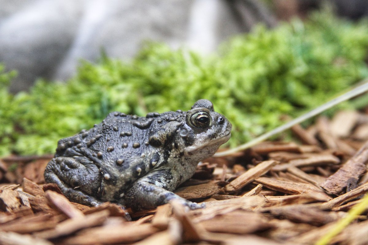 DenverZoo's tweet image. 🌲It’s #NationalParkWeek—and there’s no better way to celebrate than by getting involved in protecting the wild places we love! 

Through our Community Science programs, Denver Zoo Conservation Alliance invites YOU to help protect two of Colorado’s most iconic alpine species: