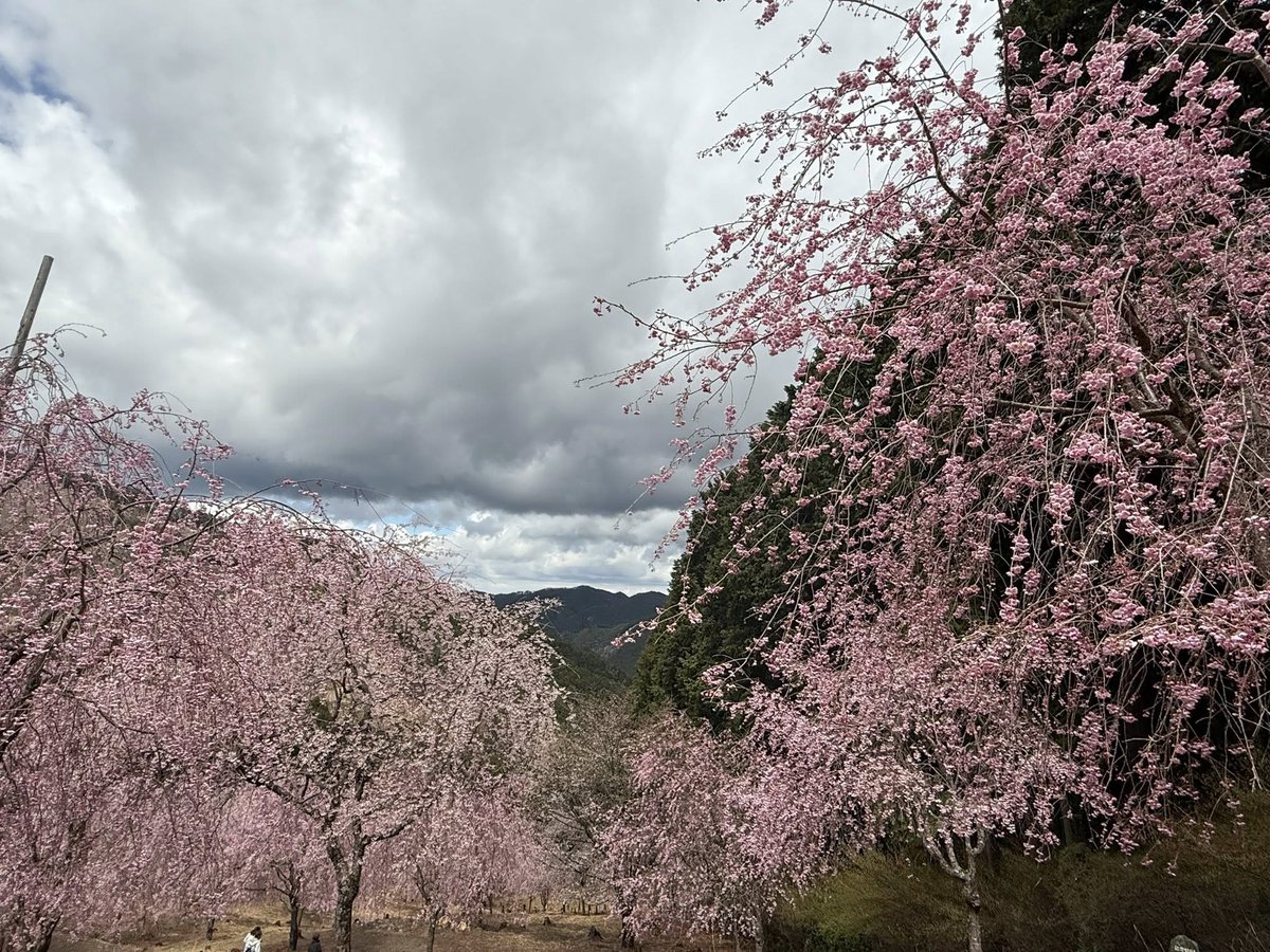 66Anna2's tweet photo. The photos shared by my Japanese friends are very beautiful. Thank you for sharing the beautiful photos with me. Very coo 🥰🌺🪷💐 https://t.co/D53xzRvwow