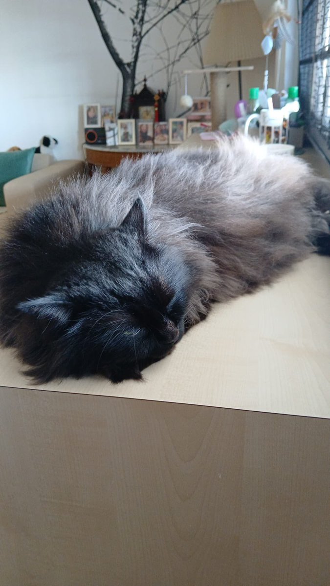 65ziggystardust's tweet photo. Delivering eggs is exhausting—this Easter Bunny is off-duty and on nap mode. Catch me in dreamland till further notice.
#BunnyCat #EasterNap #FloofyAndFierce #CatsOfX #CaturdayVibes #BlackCatsOfX https://t.co/05rtgnk921
