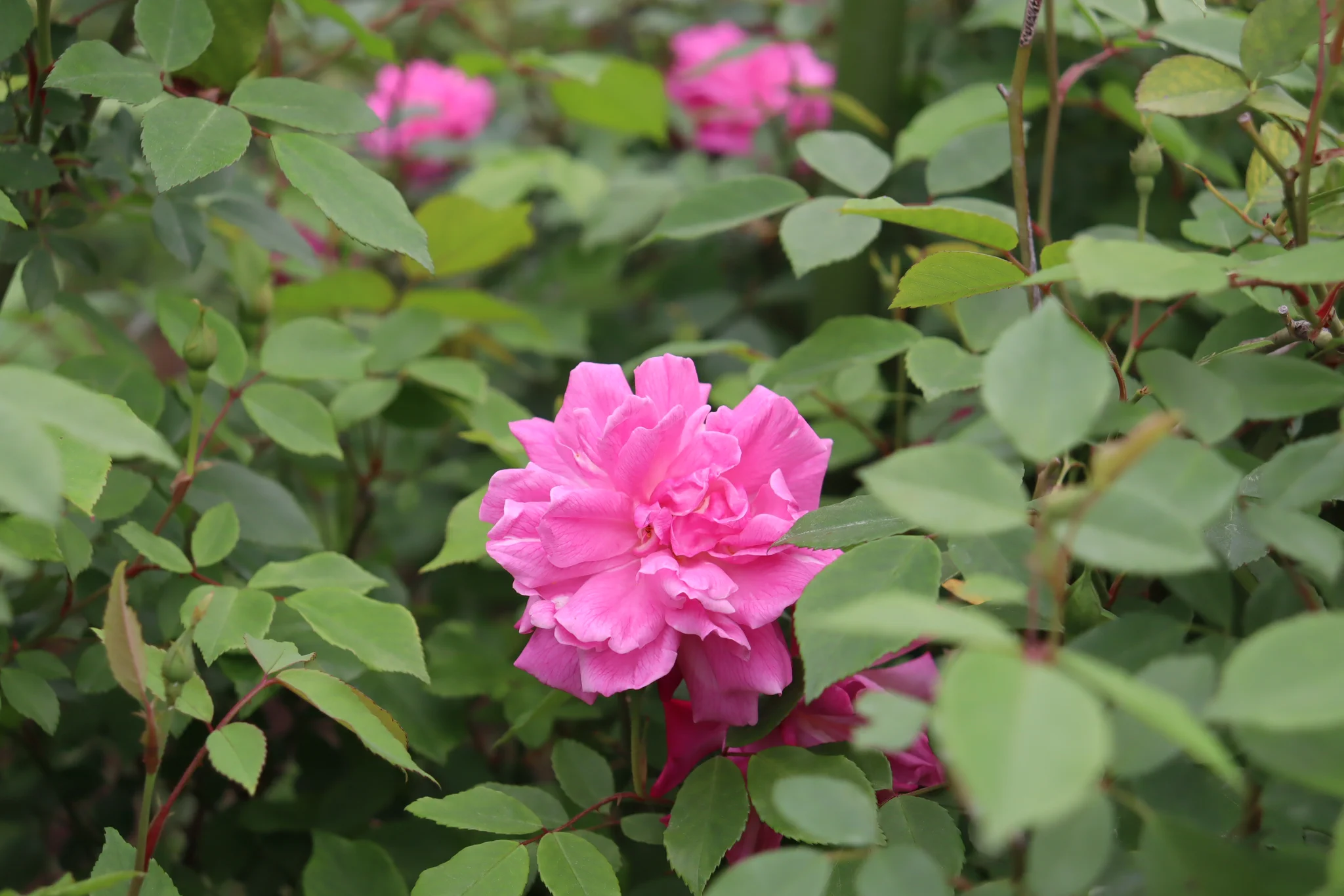 神代植物公園 【公式】 on X: 