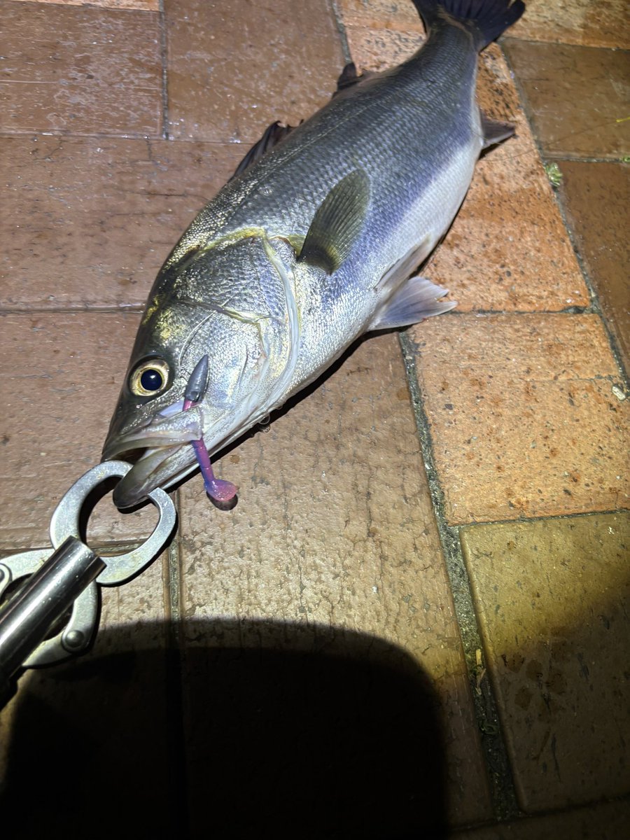 WANS わんず 疑似餌製造 パーカー ブラック M さなぎ しぼり ルアー