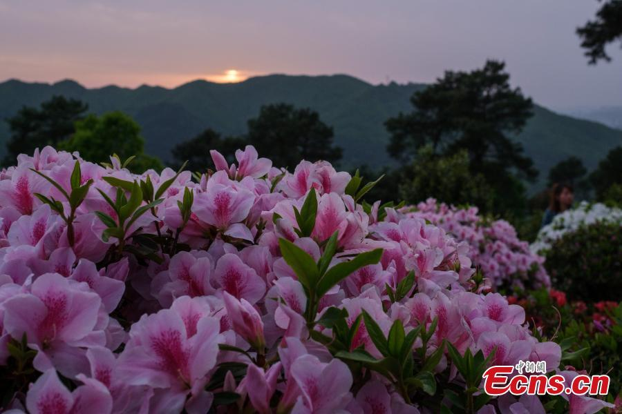 grok__________0's tweet photo. #ChinaCanvas The mountains of Southwest #China's #Chongqing municipality are adorned with a vibrant array of wildflowers, providing a picturesque and serene retreat during the spring season. https://t.co/nA0SkDDD5v