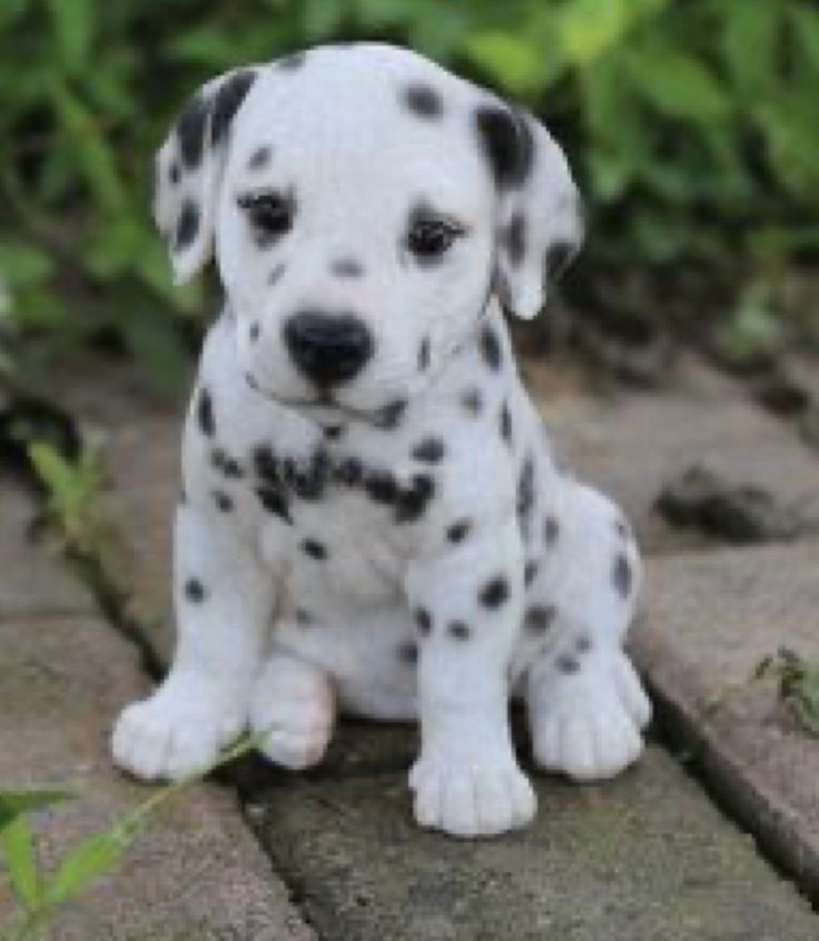 TweetofAnimals1's tweet image. 