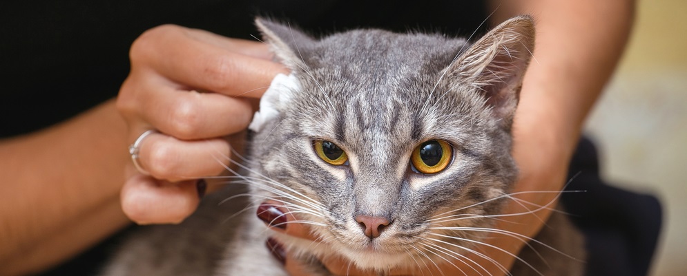 HealthyPawsPet's tweet photo. 🐱 Clean Cat Ears Guide 🧼
🔍 Check weekly: odor/redness/discharge
🧴 Vet-safe cleaner only if dirty &amp; no infection
⚠️ Never cotton swabs!
✅ Vet consult first!
#CatCare #PetTips https://t.co/hK4K8OikVy