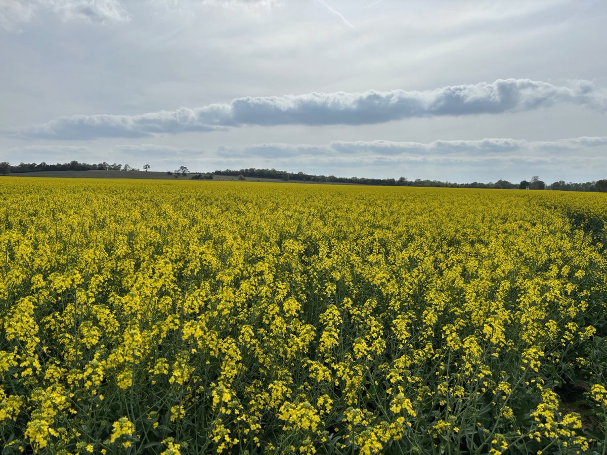 Rubisco Hybrid Winter Canola bringing a splash of yellow to the Kansas countryside mid April 2025. Full bodied crop with excellent yield potential, will pull hard on nutrients and water until late May early June to fill seed and make oil #scoular #ksu #osu