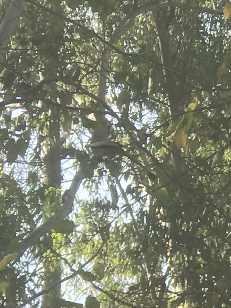 Mayank Singh tweet media