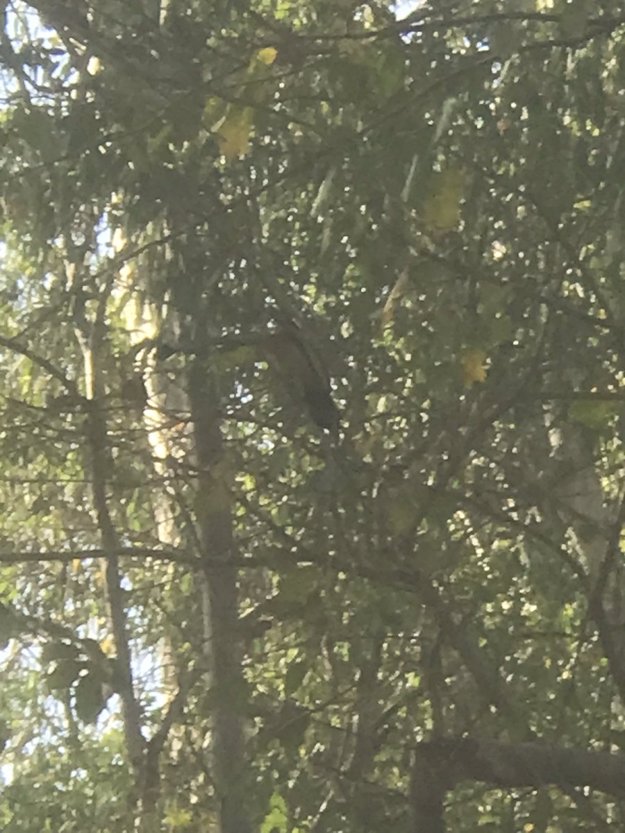 Mayank Singh tweet media