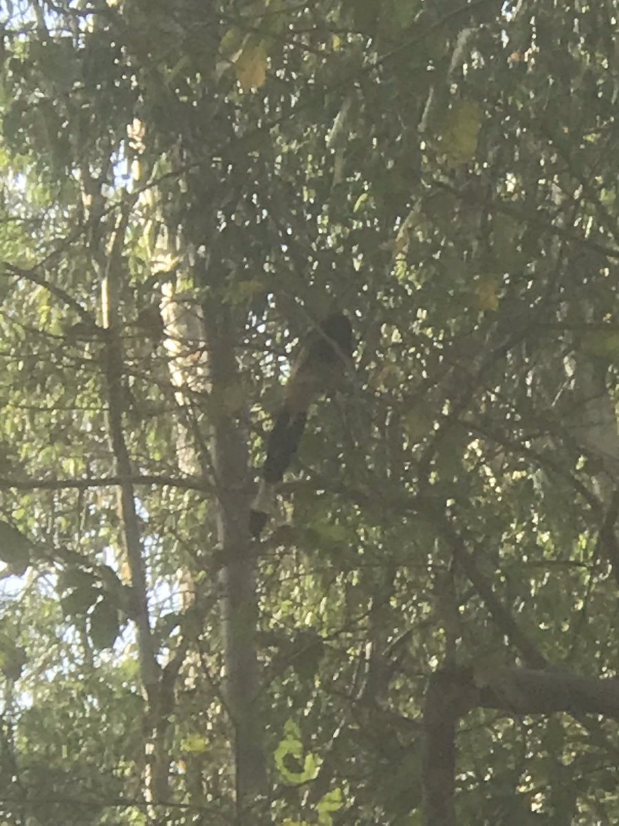 Mayank Singh tweet media