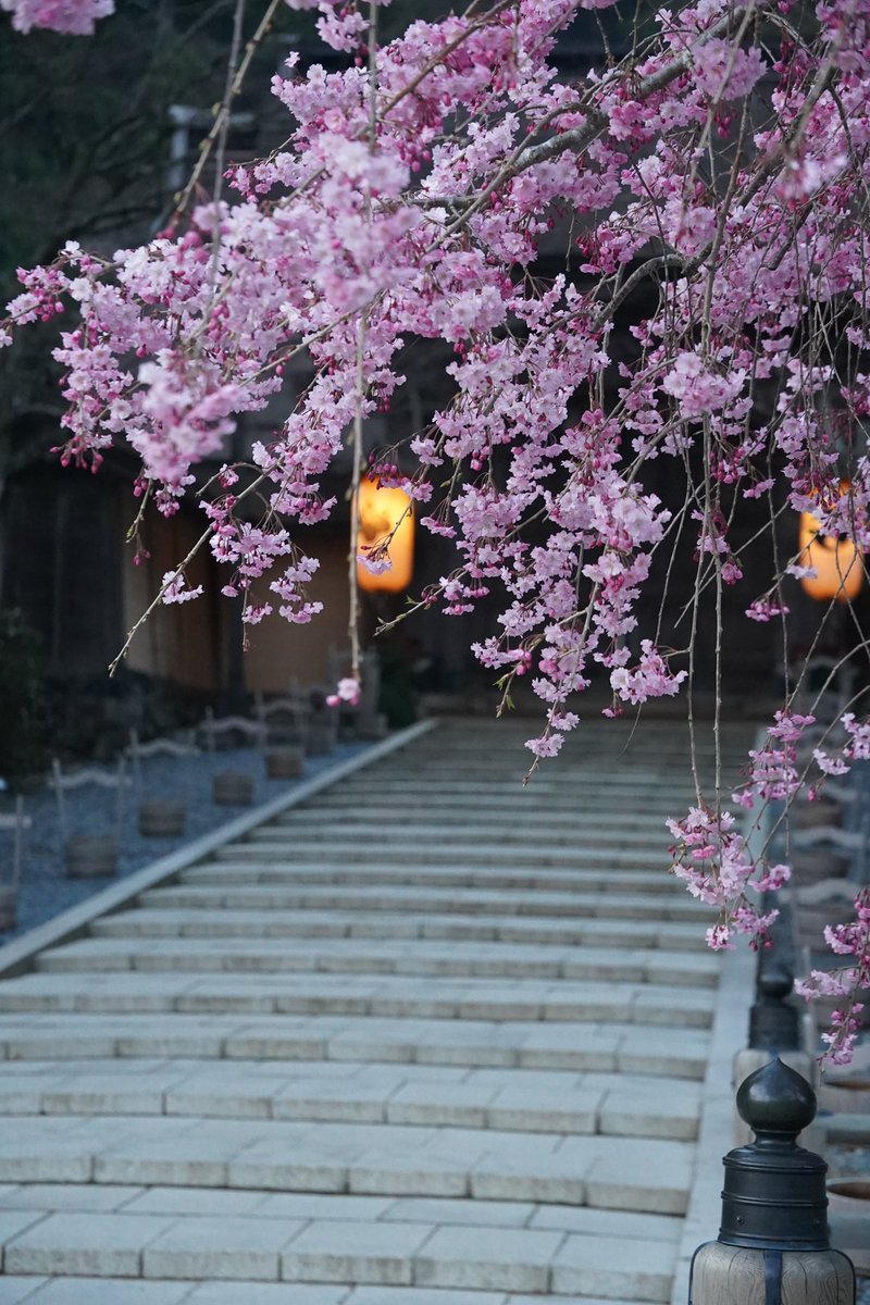 金剛峯寺前の枝垂れ桜が見頃を迎えています。昨日は日中20度を超えて