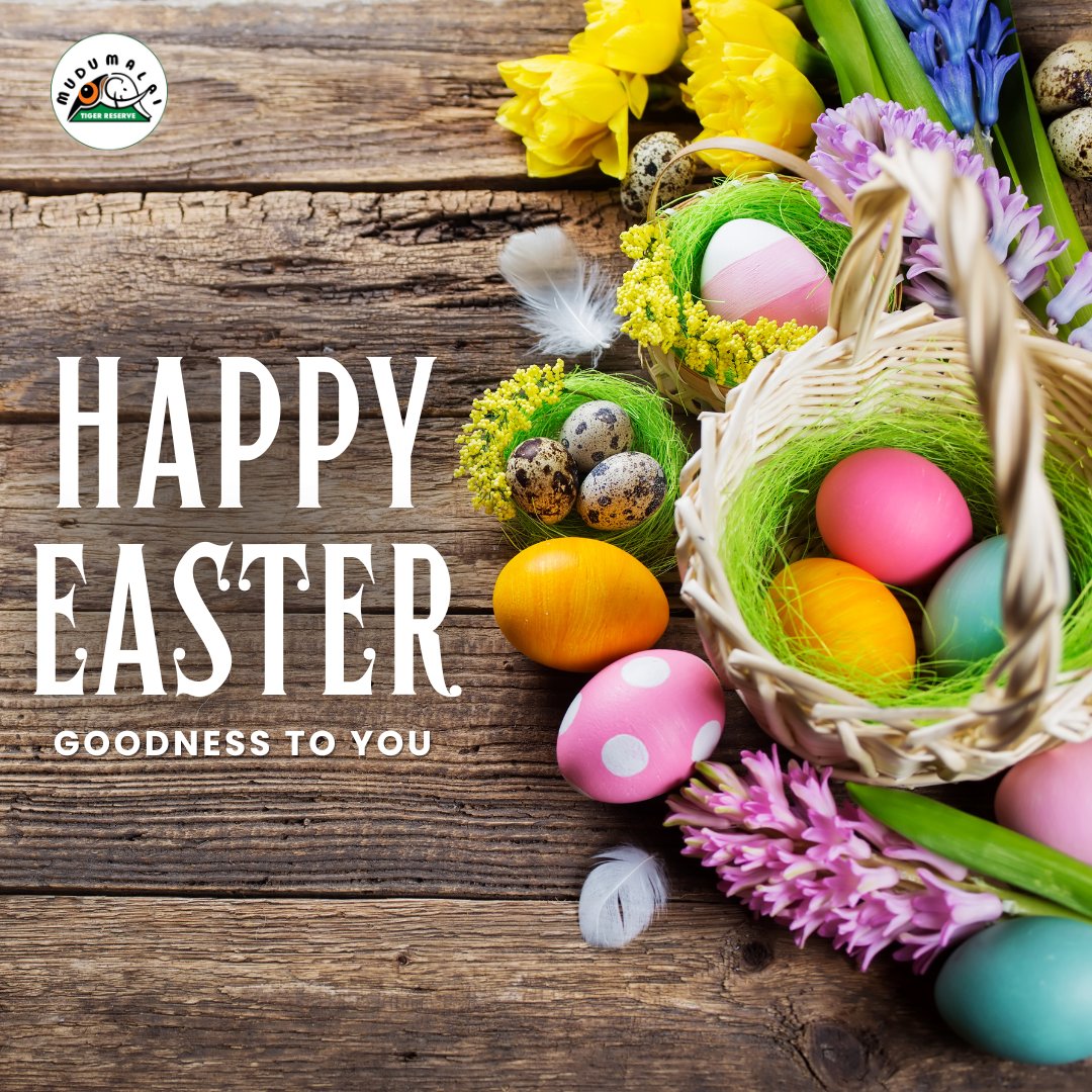 Happy Easter from Mudumalai Tiger Reserve!
Wishing you a season of hope, renewal, and the vibrant spirit of the wild.
#happyeaster #mudumalaitigerreserve #wildlife #nature #eastervibes #forestlife #wildlifelove #naturelovers #tigerreserve #Easter2025