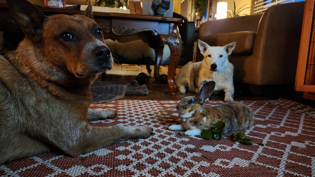 StarPost_Farm's tweet photo. Hang out time with the family. Clover🐇🍀 loves her dog "sisters". https://t.co/2quOuzNApL