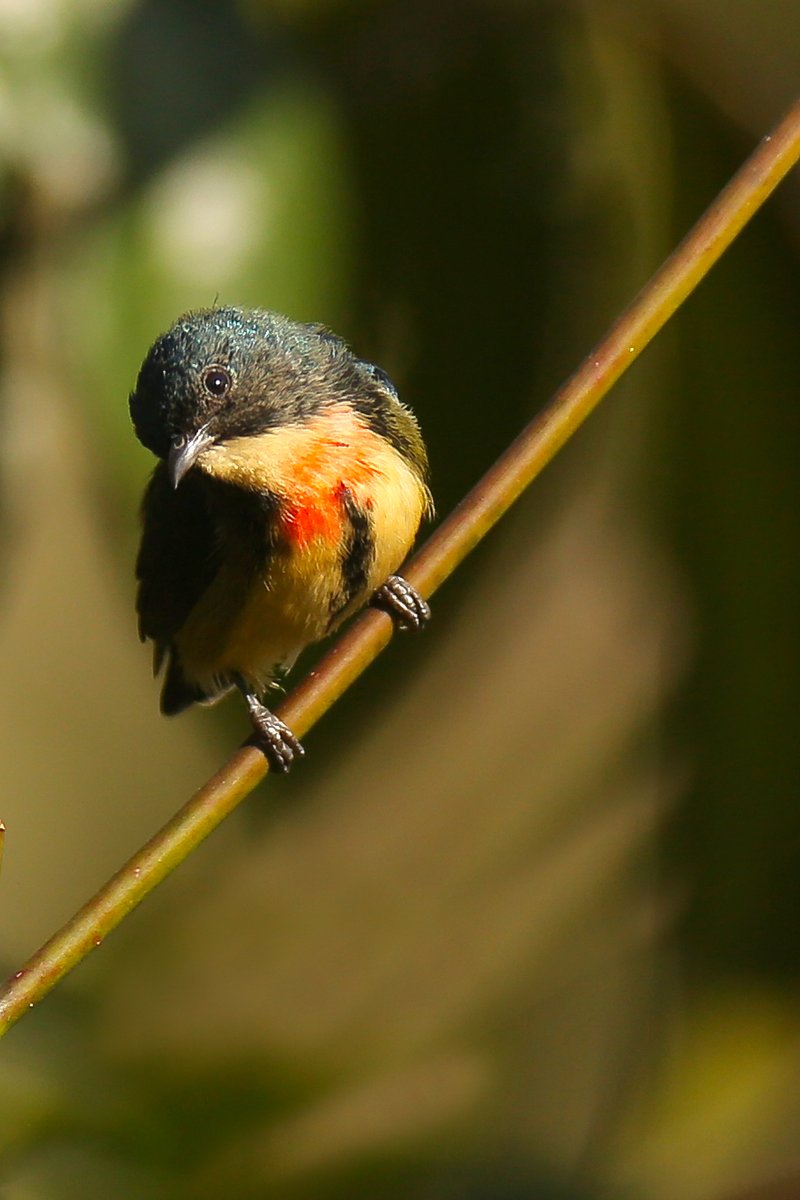 Fire-Breasted Flowerpecker. 
Tiny 9 cm Bundle of energy. Loud. Scarce. 
Joy to observe. 

#IndiAves #BirdsSeenIn2025 #India