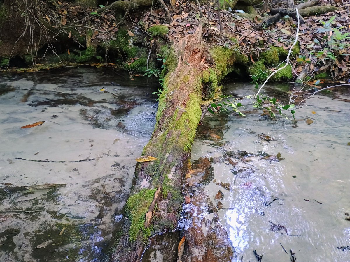 airplanelanefl's tweet image. We escaped into nature at #GoldHeadBranchStatePark
We explored the ravine trail, spotted wildlife, and watched the sun setting  thru the trees, amazing. If you're looking to recharge in nature, this place is a must-visit. @FLStateParks #Florida
#floridastateparks #HiddenGems #USA
