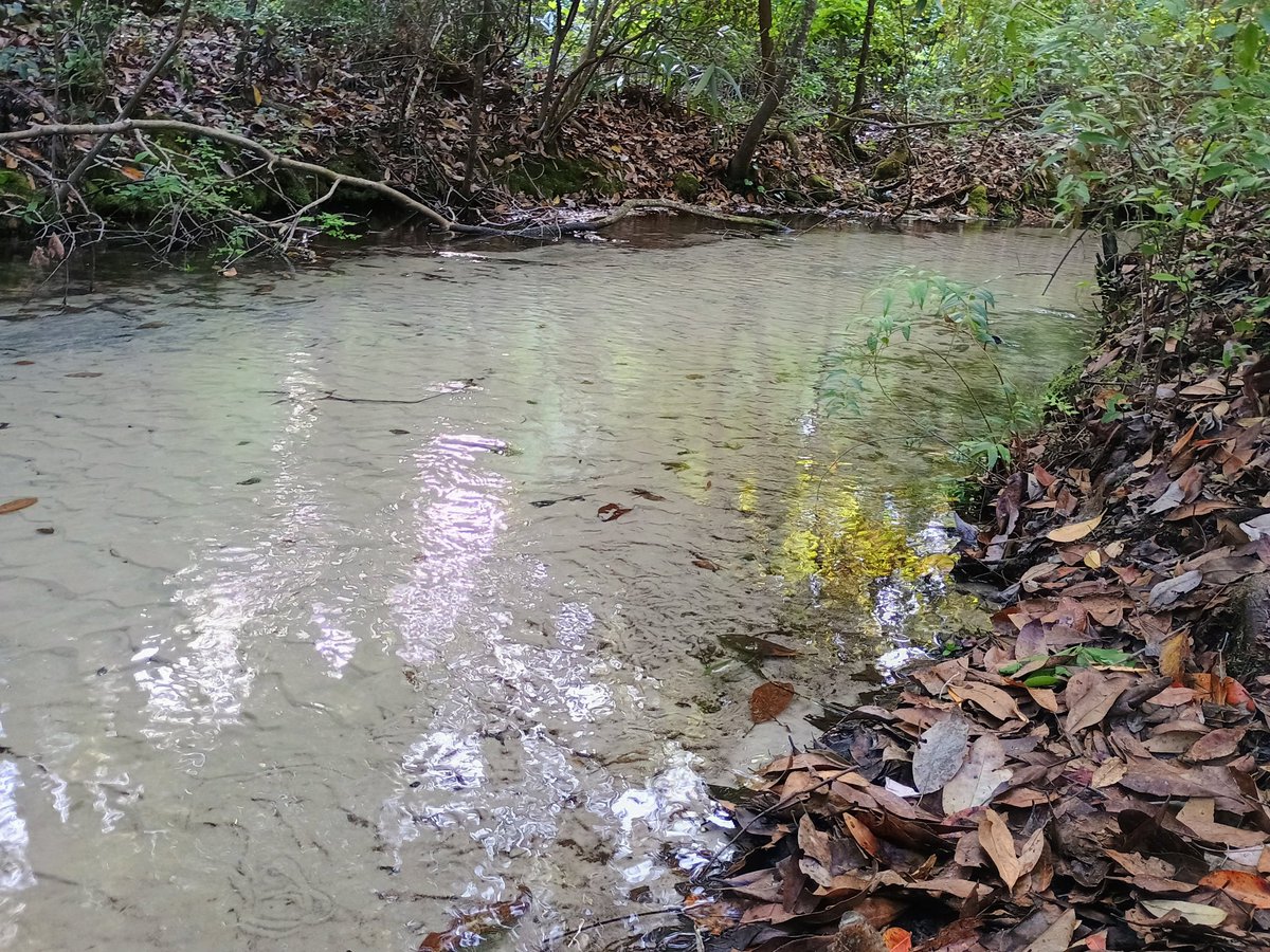 airplanelanefl's tweet image. We escaped into nature at #GoldHeadBranchStatePark
We explored the ravine trail, spotted wildlife, and watched the sun setting  thru the trees, amazing. If you're looking to recharge in nature, this place is a must-visit. @FLStateParks #Florida
#floridastateparks #HiddenGems #USA