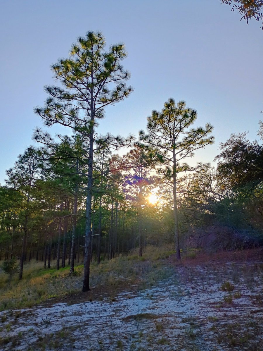 airplanelanefl's tweet image. We escaped into nature at #GoldHeadBranchStatePark
We explored the ravine trail, spotted wildlife, and watched the sun setting  thru the trees, amazing. If you're looking to recharge in nature, this place is a must-visit. @FLStateParks #Florida
#floridastateparks #HiddenGems #USA