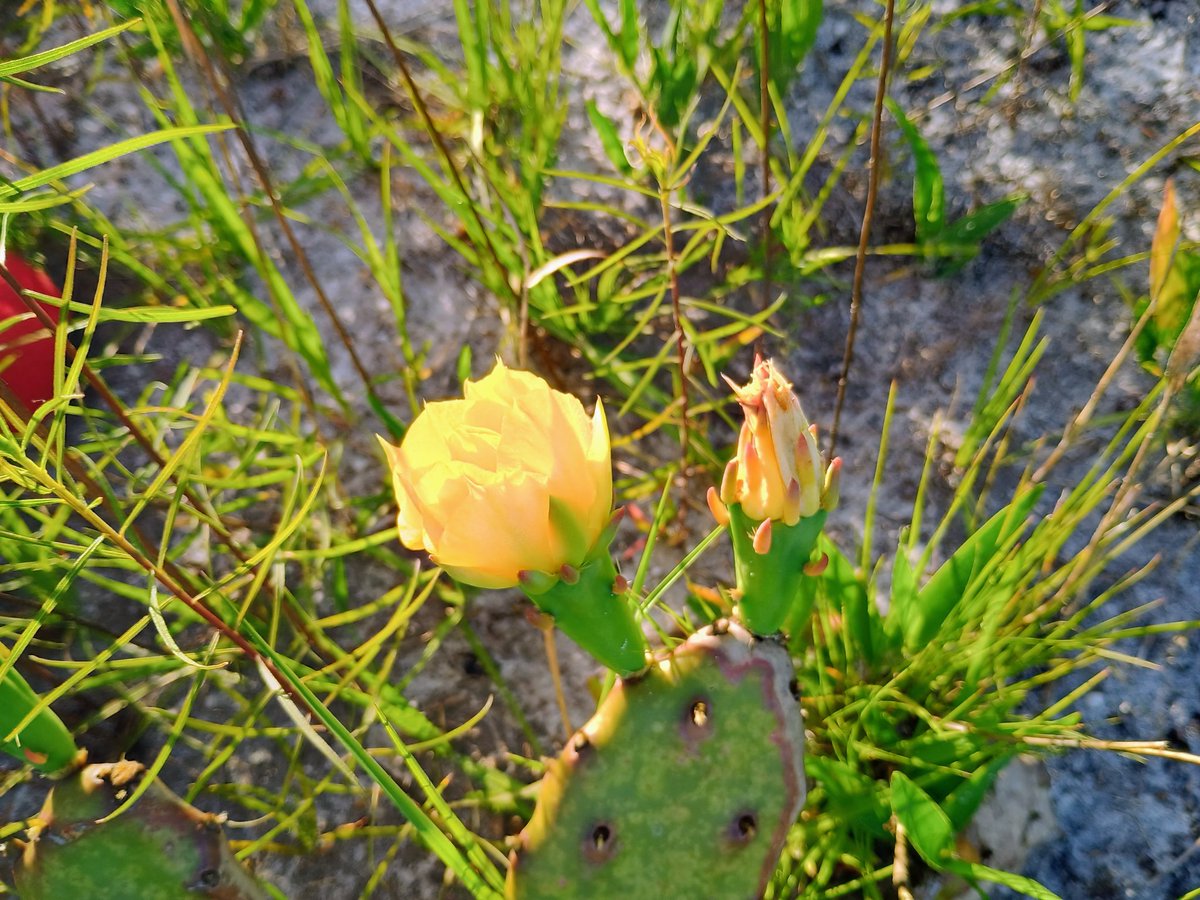 airplanelanefl's tweet image. We escaped into nature at #GoldHeadBranchStatePark
We explored the ravine trail, spotted wildlife, and watched the sun setting  thru the trees, amazing. If you're looking to recharge in nature, this place is a must-visit. @FLStateParks #Florida
#floridastateparks #HiddenGems #USA