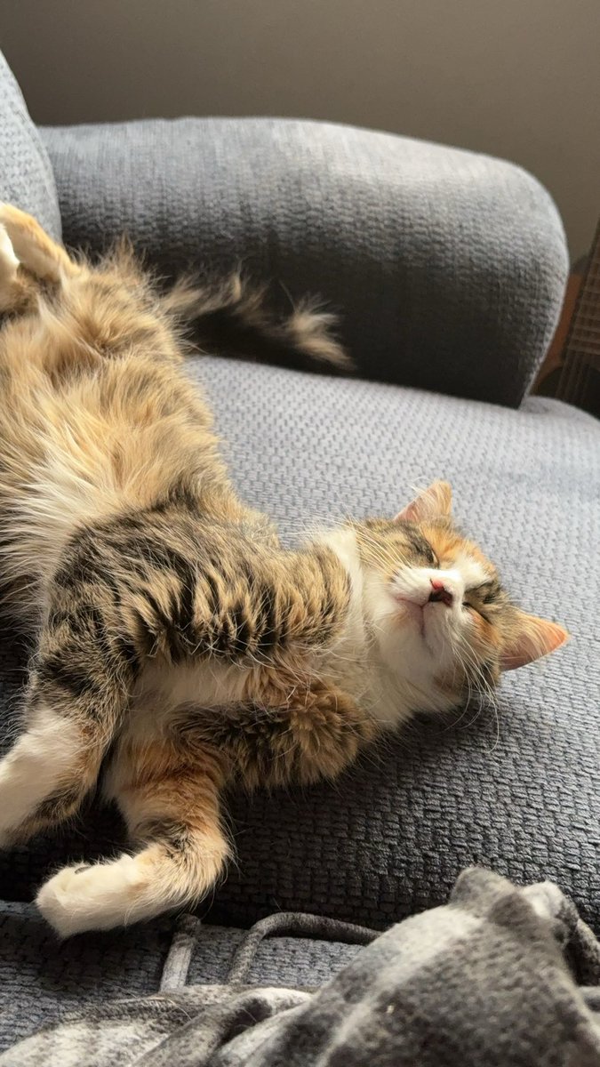 fsdefnotky's tweet photo. This is the level of relaxed I aspire to achieve https://t.co/ZmazVcqXYT