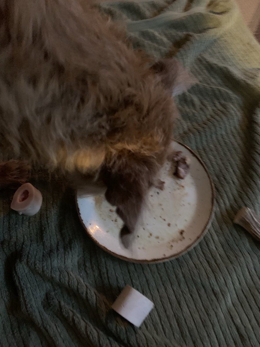 DublinIrishPup's tweet photo. Pals scored some 🥩 soooooo darn good #qualitynotquantity #getinmybelly 🤤🙏 https://t.co/p43mBuvzFx