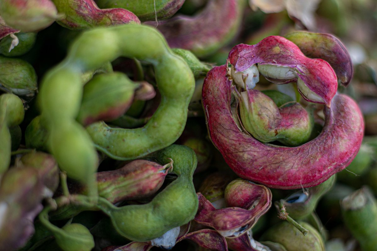 Los #guamuchiles, originarios de #Jalisco, son una fruta deliciosa con un  toque dulce y ácido. 🍃 Además de ser sabrosa, su madera resistente se  utiliza en la creación de herramientas. ¿Te atreves, image size:1200x800