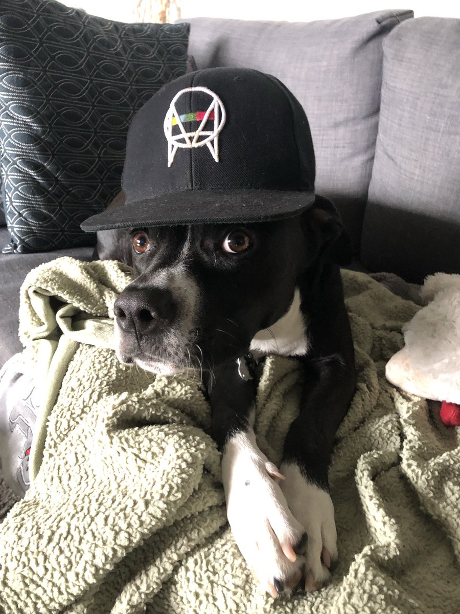 Rell The Soundbender (@rellthesb) on Twitter photo Dog blood Dog blood