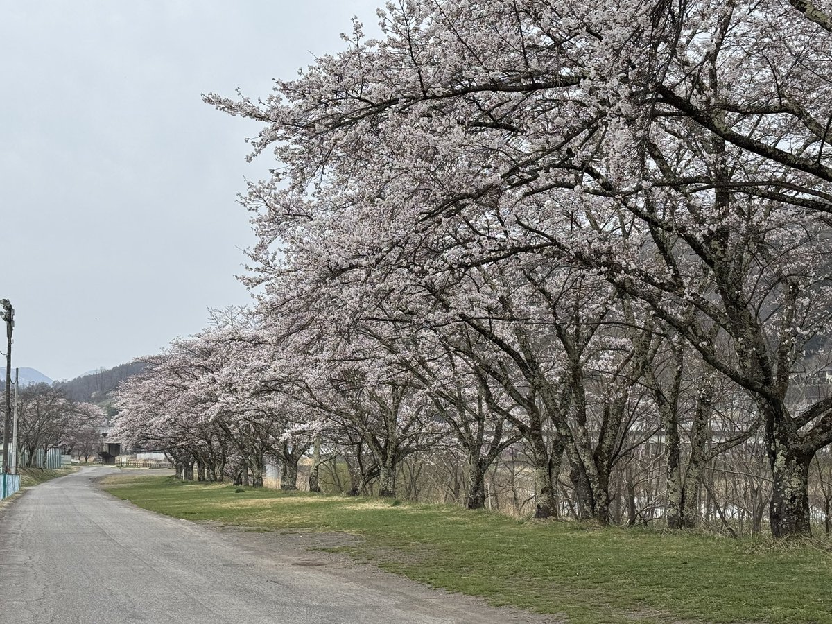 2025年4月20日三原の桜並木】 昨日からの暖かさにより桜の開花も