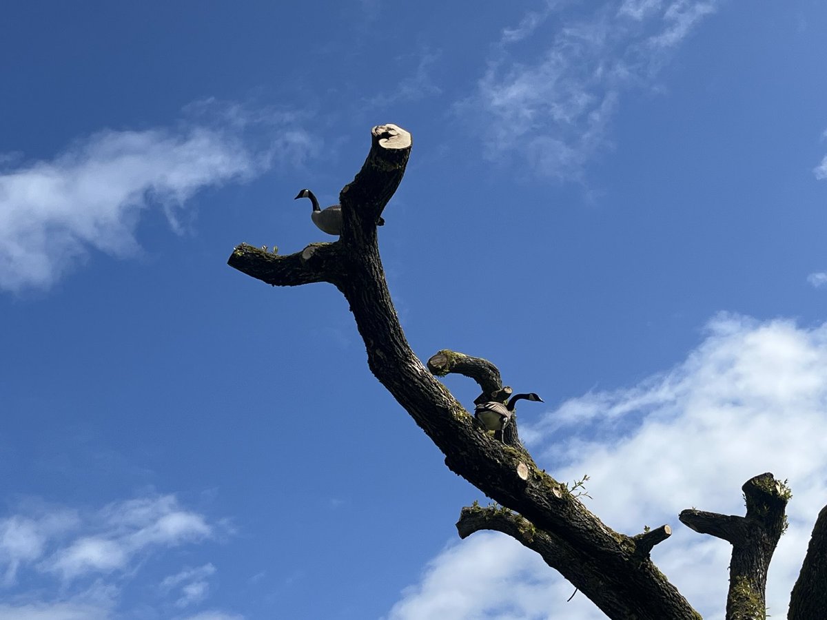 Geese in a tree! Never seen it…