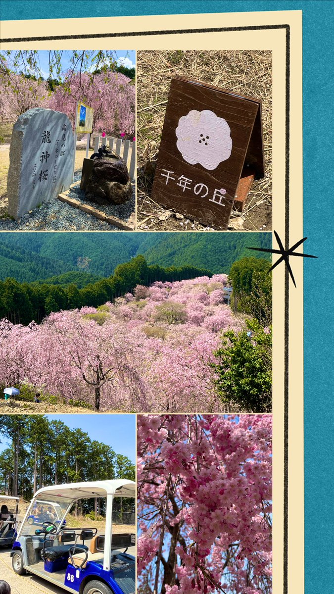 OoOo_TaTa15_15's tweet photo. 今年最終の🌸お花見は
標高650mの山に咲く
千本のしだれ桜🌸
#高見の里 （奈良県東吉野村）

🅿️🚗→送迎バス🚌→狭い山道をカートで展望台入り口まで→カート下車して
階段を登ると
千年の丘展望台⛰️🌸

しだれ桜満開の絶景🌸👀🙌
素晴らしい絶景✨
天空の庭も徒歩にて楽しむ💗

山の上��暑かった☀️💦 https://t.co/DHTkg4KqnZ