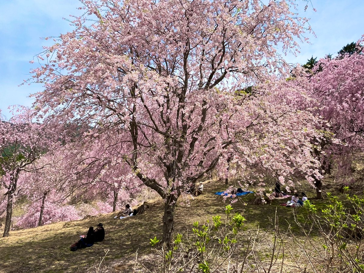 OoOo_TaTa15_15's tweet photo. 今年最終の🌸お花見は
標高650mの山に咲く
千本のしだれ桜🌸
#高見の里 （奈良県東吉野村）

🅿️🚗→送迎バス🚌→狭い山道をカートで展望台入り口まで→カート下車して
階段を登ると
千年の丘展望台⛰️🌸

しだれ桜満開の絶景🌸👀🙌
素晴らしい絶景✨
天空の庭も徒歩にて楽しむ💗

山の上��暑かった☀️💦 https://t.co/DHTkg4KqnZ