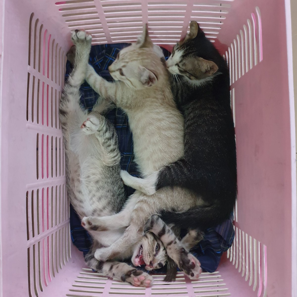 รับน้องจรมาเลี้ยง 3 ตัว : มอคค่า ลาเต้ โคลบริว 🩷🫶 เพราะพี่สาวเปิดร้านกาแฟ เด็กๆเลยชื่อเป็นกาแฟหมด แล้วเวลาพาน้องไปหาหมอ ที่ รพ ก็จะเรียกเด็กๆว่าบ้าน 3 กาแฟ เป็นโค้ดที่ รพ รู้กันเลย ไม่ต้องพกสมุดประวัติ หมอจำกันได้หมด 555555