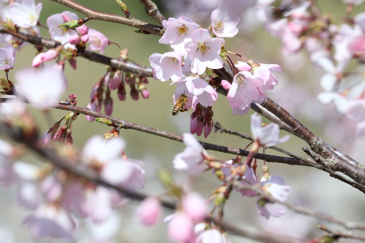 Y_HAH_Y's tweet photo. #LeicaM
#LeicaCL
#Canon7Dmark2
#空のある風景
#スナップ
#桜
#ミツバチ https://t.co/Yk7smqKIjW