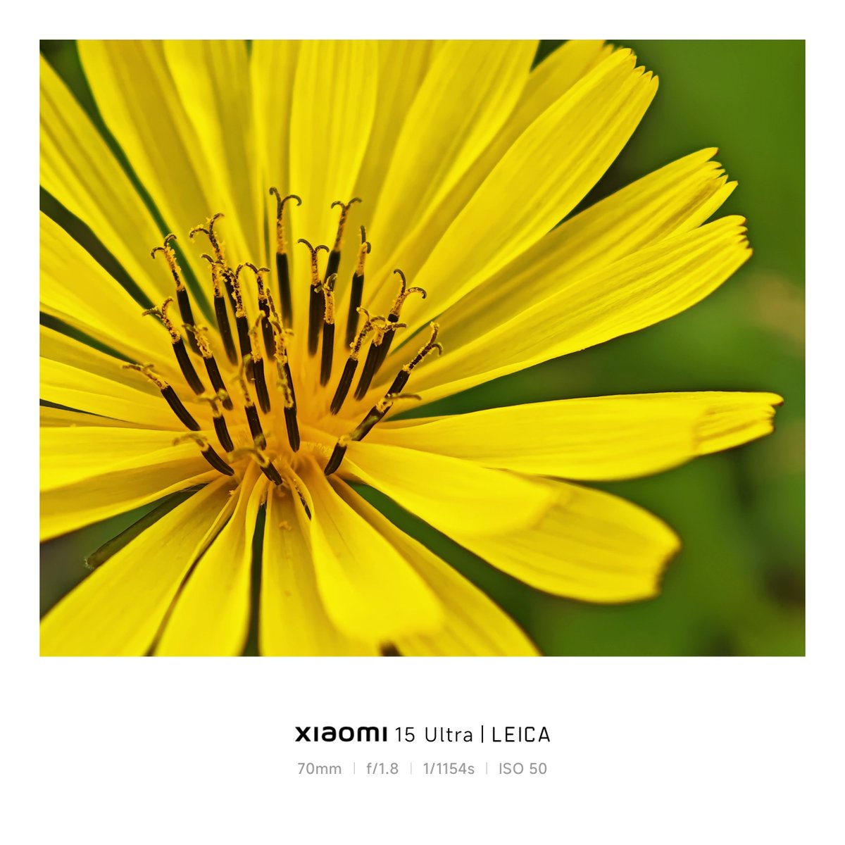 ag_editor_xx's tweet photo. #Xiaomi15Ultra #photo #supermacro
#写真 #スーパーマクロ https://t.co/DWfiRvqyWo