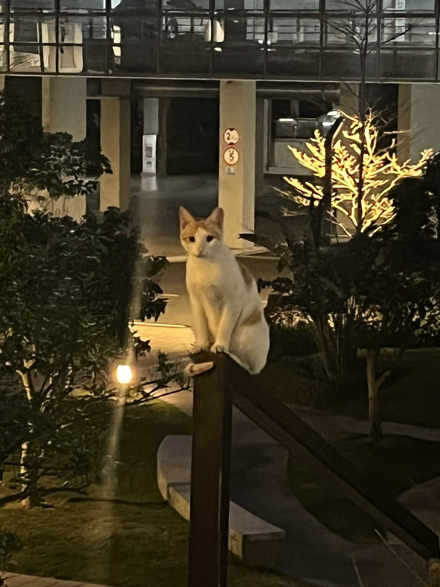 fafengtu's tweet photo. 这个世界上怎么可以没有小猫 https://t.co/lXME6Tnx0t