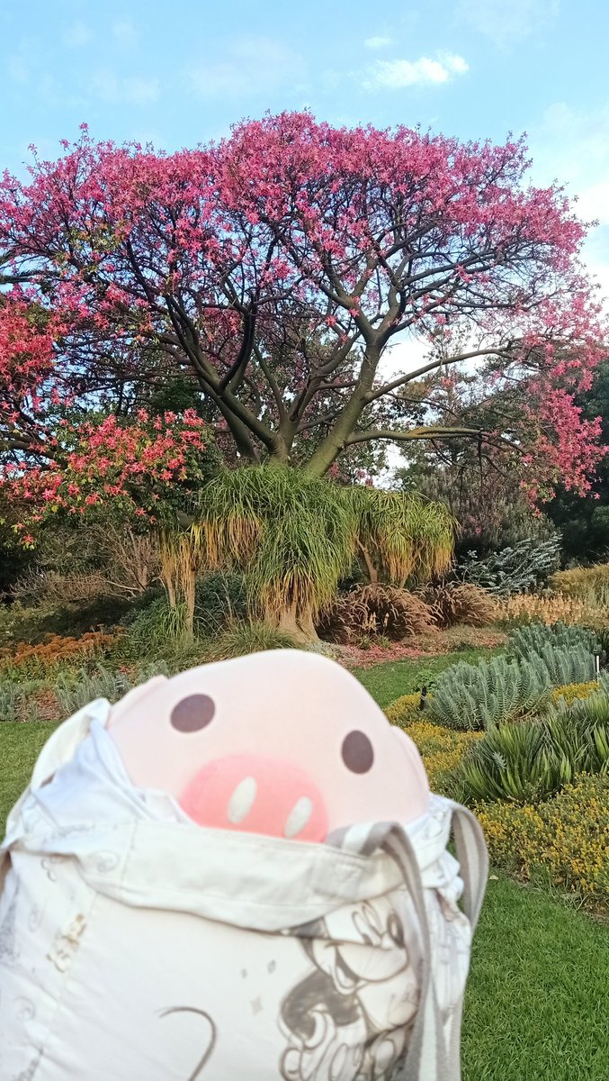 Happy Easter Sunday friends! 🐽🐣🐰🦜🥚🌼
I hope you are well. We are doing our best and discovering new things everyday.