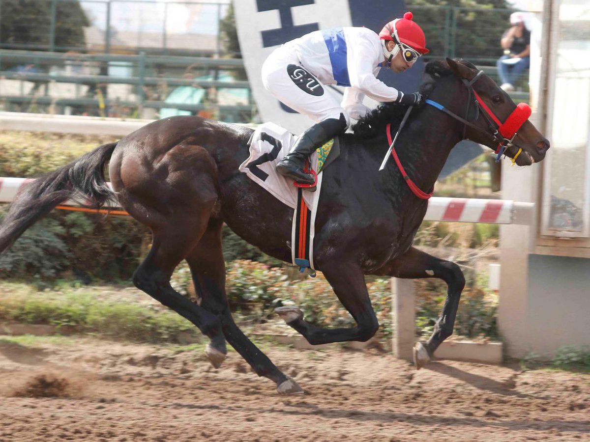 Il Tonino logra la primera victoria de su campaña, en su tercera salida a la pista en el <a href="/hipodromo_chile/">Hipódromo Chile</a> . Felicitaciones a todo el equipo de Luis Urbina, al gran Gonzalo Ulloa , al Haras San Patricio y a cada uno de los socios . vamos por mas !!!!