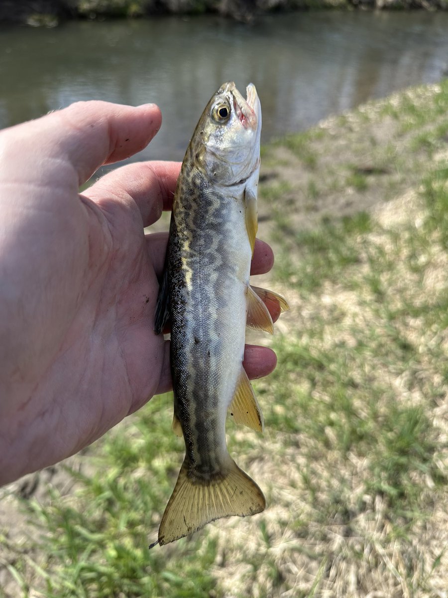 Dave Mitchell tweet media