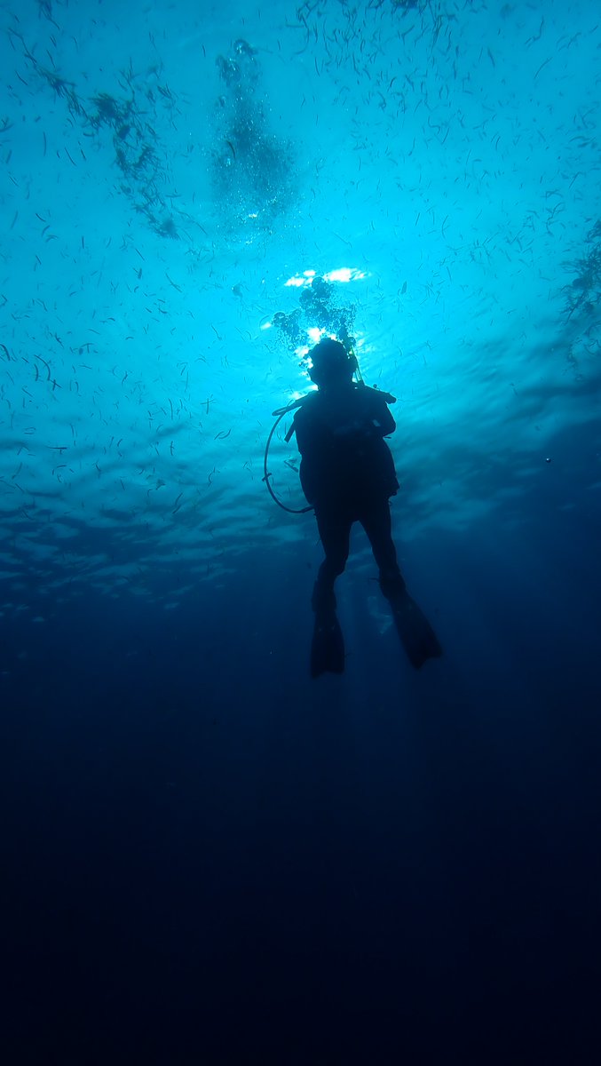 sirbayes's tweet image. I had a great time diving at @Wakatobi in Indonesia (although unfortunately I got an ear infection and had to skip the last couple of days). Tomorrow off to Singapore for #ICLR2025 (DM me if you want to meet).