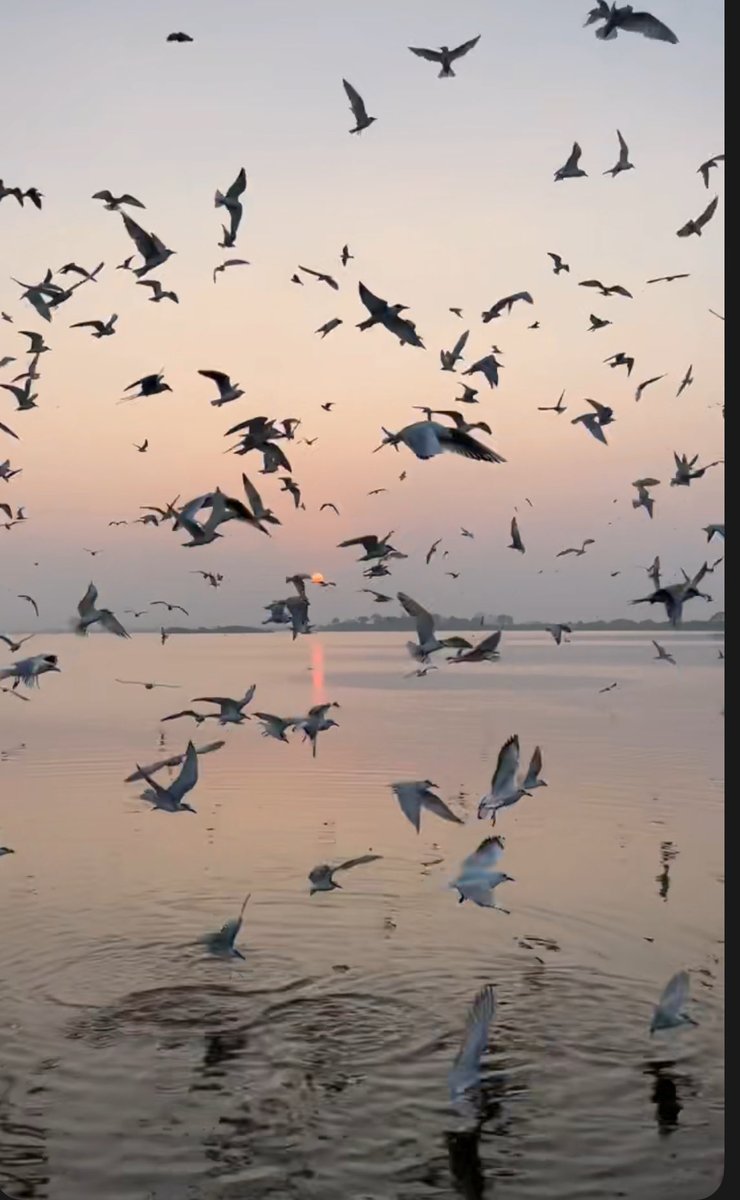 "خُلِقتَ طَليقاً كَطَيفِ النَّسيمِ..
وحُرًّا كَنُورِ الضُّحى في سَمَاهْ..
تُغَرِّدُ كالطَّيرِ أَيْنَ اندفعتَ..
وتشدو بما شاءَ وَحْيُ الإِلهْ."

#صباح_الخير⁩
⁧#صباح_الأشــﯾاء_الـﻤشرقَة