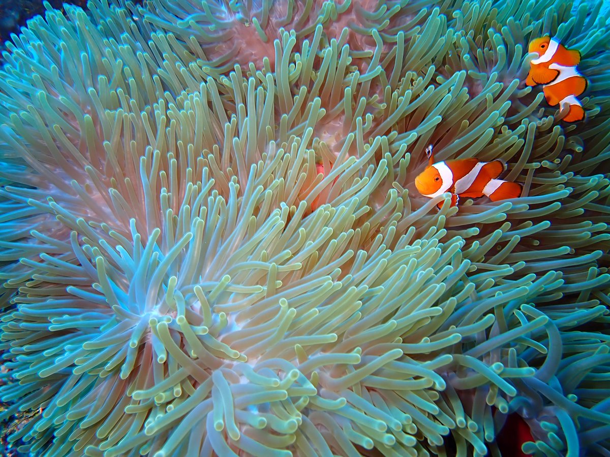 sirbayes's tweet image. I had a great time diving at @Wakatobi in Indonesia (although unfortunately I got an ear infection and had to skip the last couple of days). Tomorrow off to Singapore for #ICLR2025 (DM me if you want to meet).