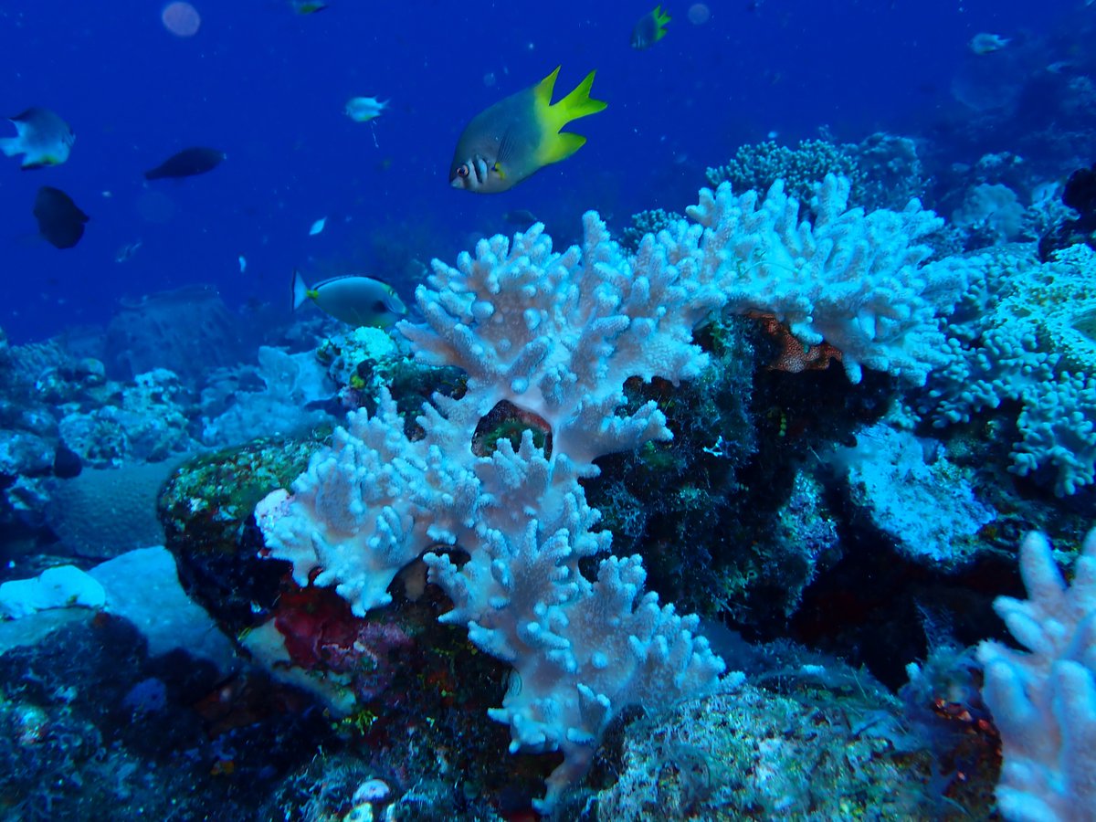 Kevin Patrick Murphy (@sirbayes) on Twitter photo I had a great time diving at <a href="/Wakatobi/">Wakatobi Dive Resort</a> in Indonesia (although unfortunately I got an ear infection and had to skip the last couple of days). Tomorrow off to Singapore for #ICLR2025 (DM me if you want to meet). I had a great time diving at <a href="/Wakatobi/">Wakatobi Dive Resort</a> in Indonesia (although unfortunately I got an ear infection and had to skip the last couple of days). Tomorrow off to Singapore for #ICLR2025 (DM me if you want to meet).