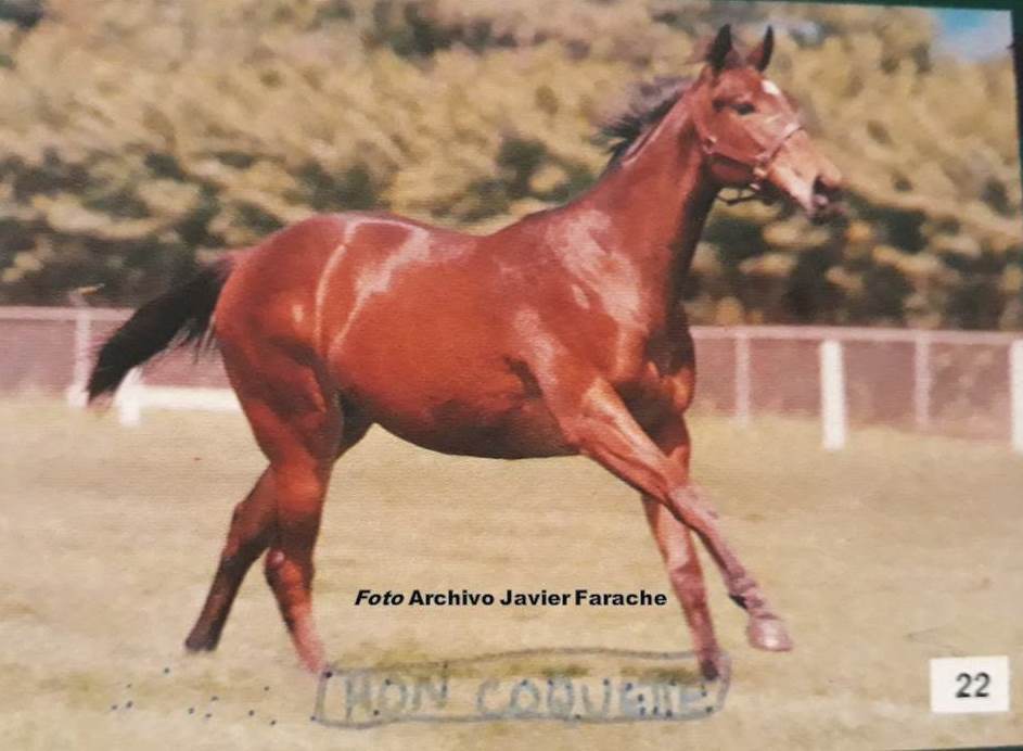 20/04/1987 nació MON COQUETTE en el Haras Monumental. Importada en vientre hija de Secreto, de las mejores milleras venezolanas de todos los tiempos. Vencedora incluso ante los machos con el entrenamiento de Agustín Bezara y Carlos Morales.

En la foto siendo yearling en el año