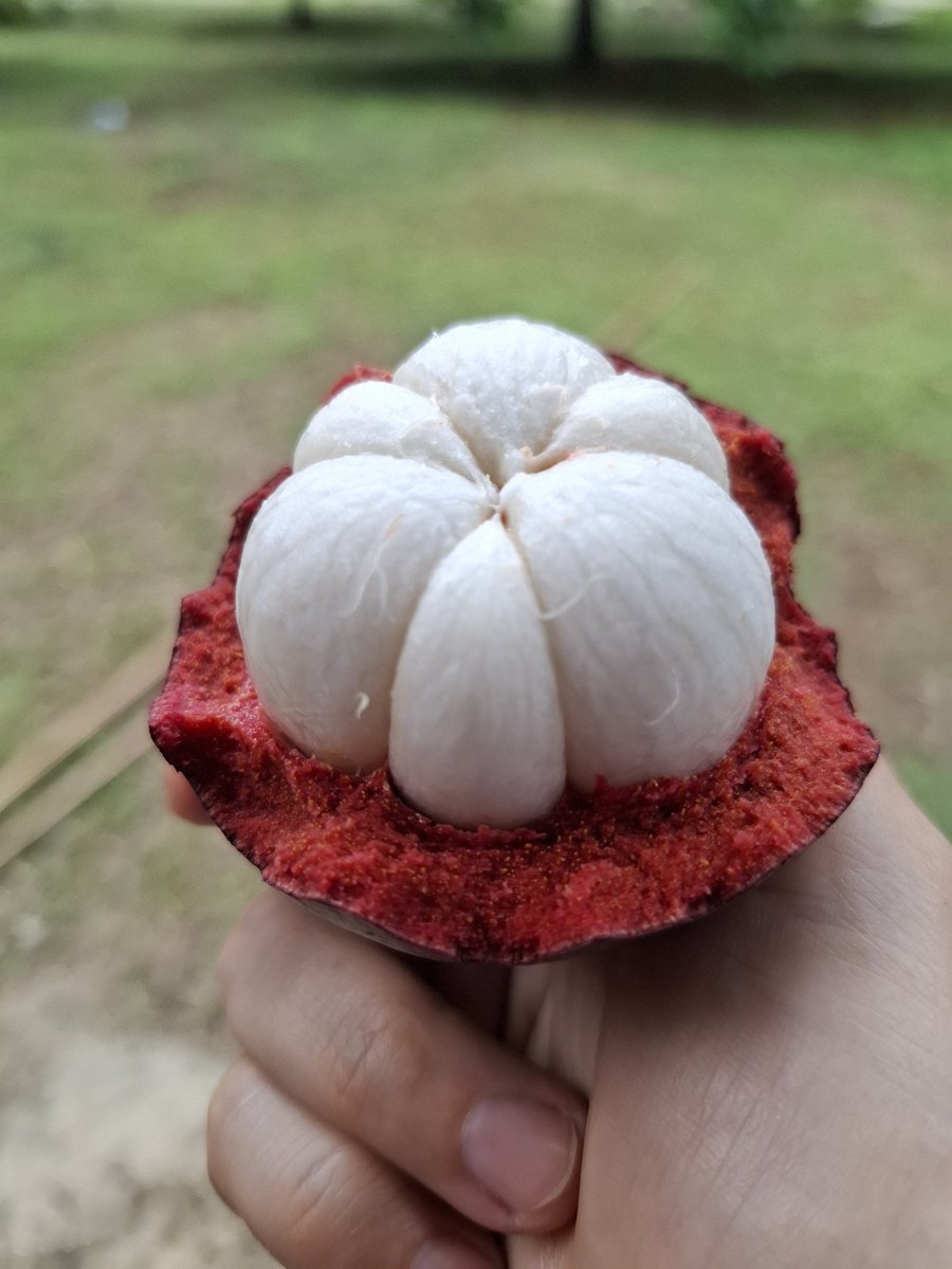 สวัสดีค่ะ มีมังคุดมาขายค่า มังคุดคละสี คละขนาด บรรจุกล่องละ 3 กิโลกรัม  ราคากิโลกรัมละ 140 บาท ราคามังคุดรวมค่าจัดส่ง 490 บาท จัดส่งแบบ Ems ทางไปรษณีย์ เริ่มจัดส่งหลังวันที่ 22 เมษายน 2568 ท่านที่สนใจลงชื่อจองไว้ใต้ทวีตนี้เลยนะคะ แล้วแม่ค้าจะทักกลับไปค่ะ #มังคุดสวนมะเดื่อ