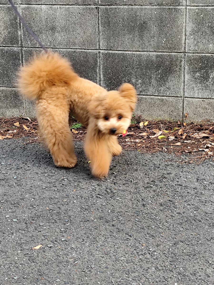 kuricon's tweet photo. お散歩の写真、ほぼブレる https://t.co/Fq59PJe9GS