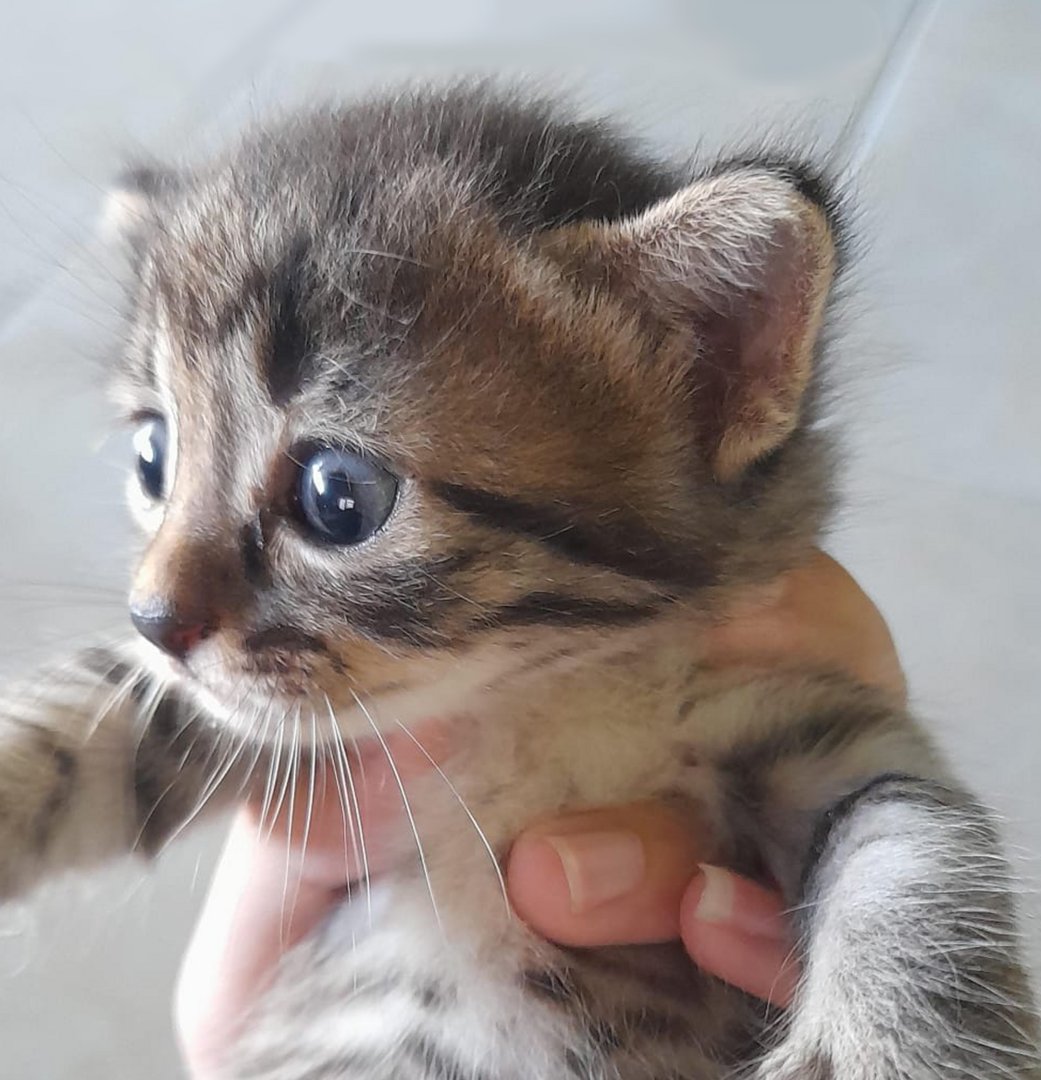 base kucing! (base aktif) tweet media